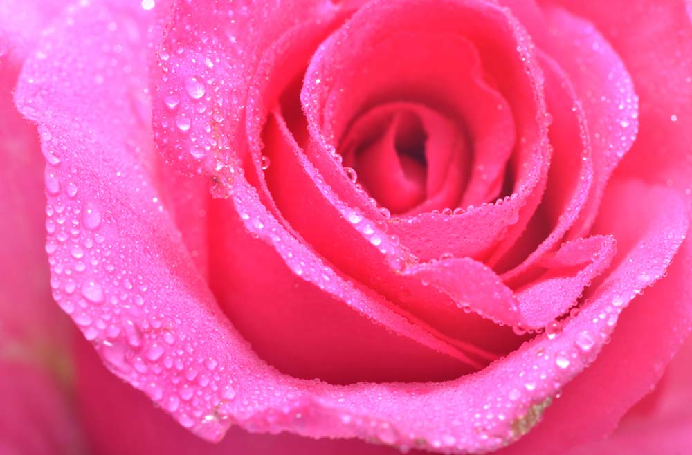 Pink rose opening